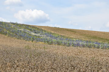 ein Blick auf den Blühstreifen.jpg ein Blick auf den Blühstreifen.jpg