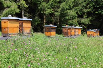 Bienenstand "Aschenberg" mit Flockenblumen Bienenstand "Aschenberg" mit Flockenblumen