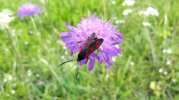 Sechsfleck Widderchen auf Wiesenwitwenblume © Bienenzentrum OÖ