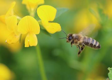 Biene im Flug Hornklee © Peter Frühwirth