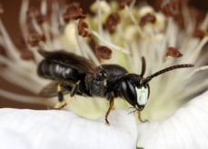 Hylaeus confusus.png Hylaeus confusus.png