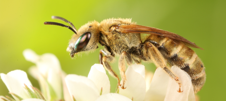 Dichtpunktierte Goldfurchenbiene.png Dichtpunktierte Goldfurchenbiene.png