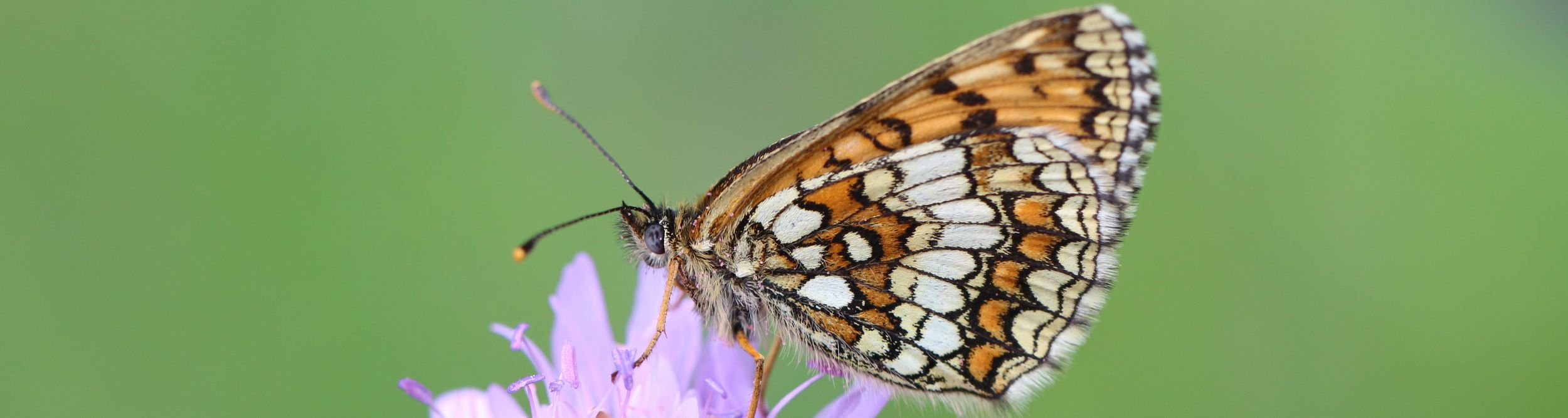 bienen. biodiversität. bildung. Bild 2 © Lorenz W. Gunczy bienen. biodiversität. bildung. Bild 2 © Lorenz W. Gunczy