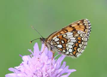 Scheckenfalter © Lorenz W. Gunczy Scheckenfalter © Lorenz W. Gunczy
