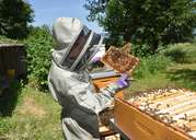Imkerin bei Routinekontrolle Es gibt zahlreiche Verbesserungen für Imkerinnen und Imker.  © Bienenzentrum OÖ Imkerin bei Routinekontrolle Es gibt zahlreiche Verbesserungen für Imkerinnen und Imker.  © Bienenzentrum OÖ