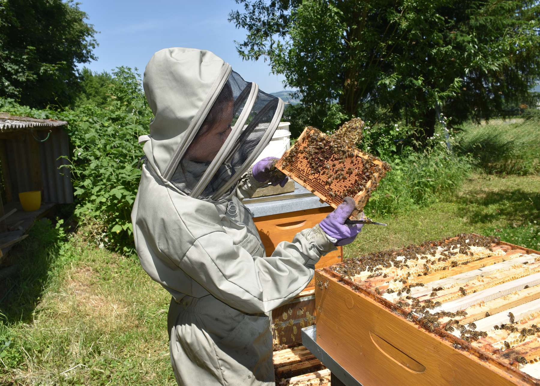 Imkerin bei Routinekontrolle Es gibt zahlreiche Verbesserungen für Imkerinnen und Imker.  © Bienenzentrum OÖ Imkerin bei Routinekontrolle Es gibt zahlreiche Verbesserungen für Imkerinnen und Imker.  © Bienenzentrum OÖ