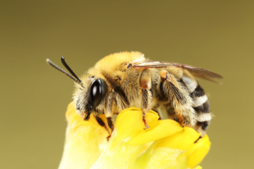 Mai-Langhornbiene (Eucera nigrescens).png Mai-Langhornbiene (Eucera nigrescens).png