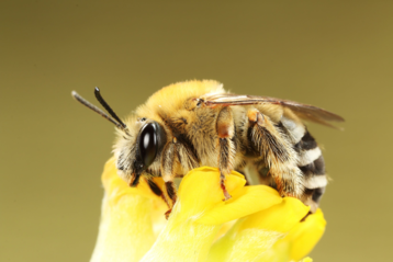 Mai-Langhornbiene (Eucera nigrescens).png