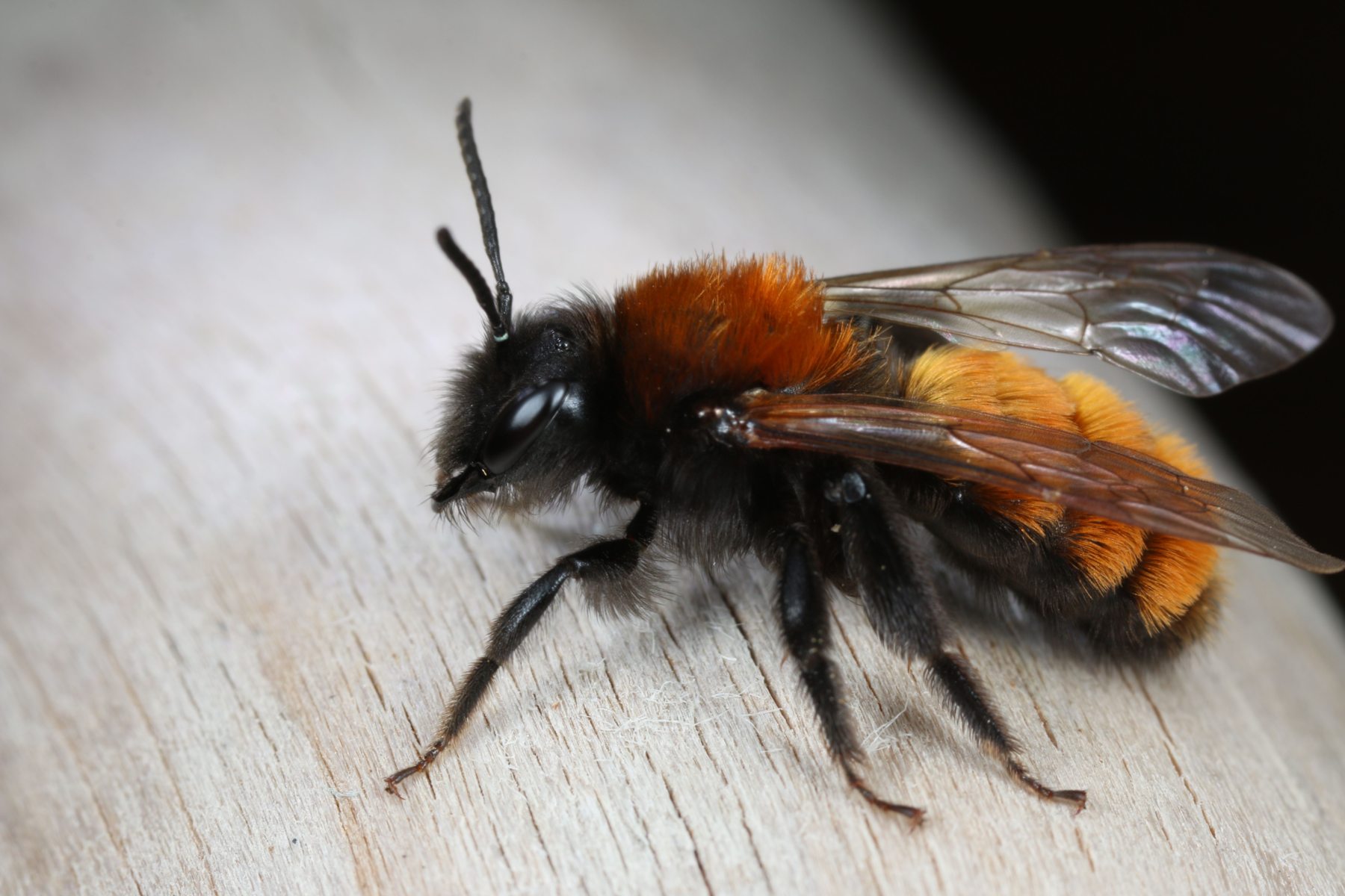 Rotpelzige Sandbiene (Andrena fulva).png