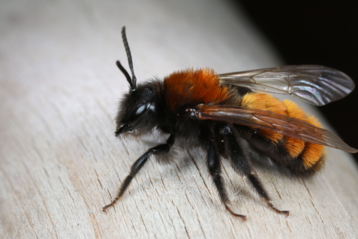 Rotpelzige Sandbiene (Andrena fulva).png Rotpelzige Sandbiene (Andrena fulva).png