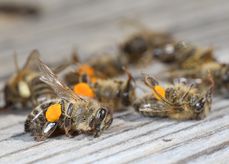 Bienenvergiftung.jpg