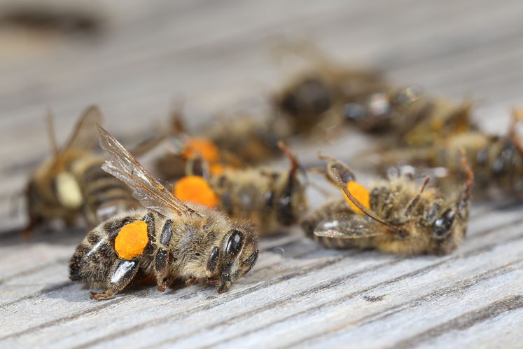 Bienenvergiftung.jpg Bienenvergiftung.jpg