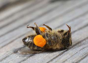 Bienenvergiftung .jpg Bienenvergiftung .jpg