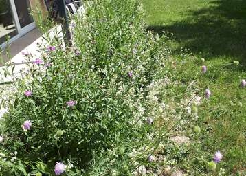 Blühstreifen im  Garten entlang einer Terrasse, Bienenzentrum OÖ.jpg