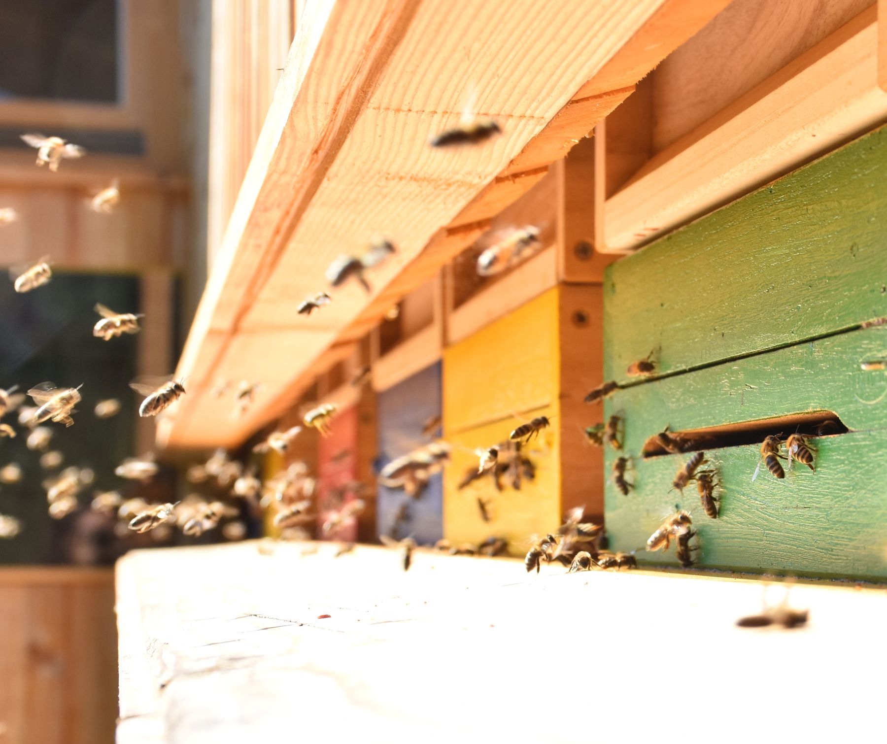 Honigbienen bei der Arbeit.jpg Honigbienen bei der Arbeit.jpg