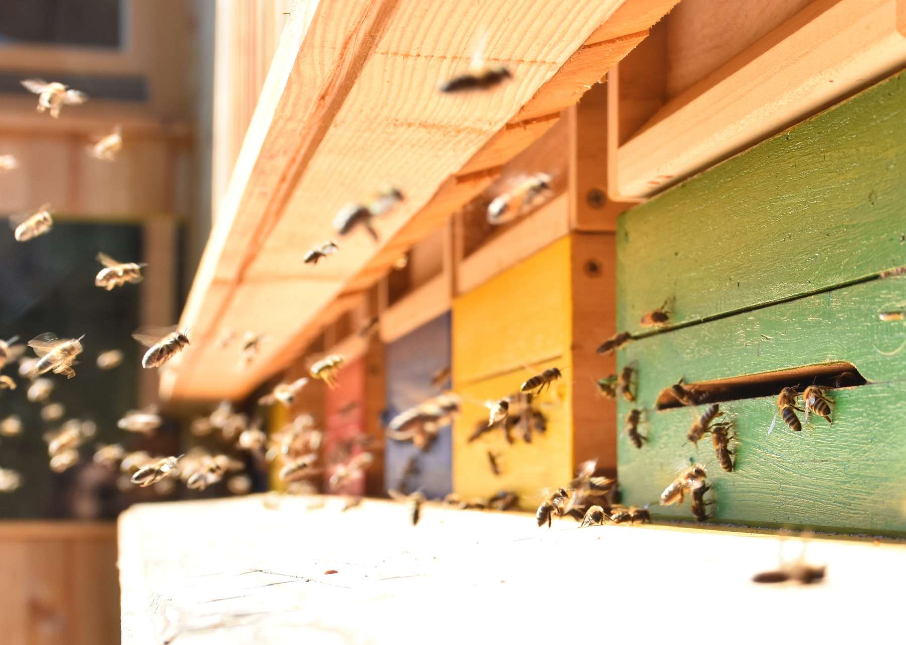 Honigbienen bei der Arbeit.jpg Honigbienen bei der Arbeit.jpg