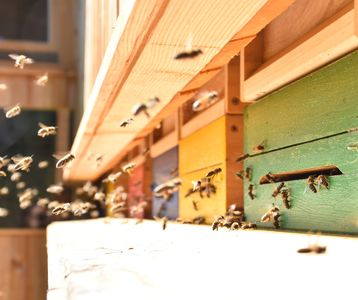 Honigbienen bei der Arbeit.jpg Honigbienen bei der Arbeit.jpg