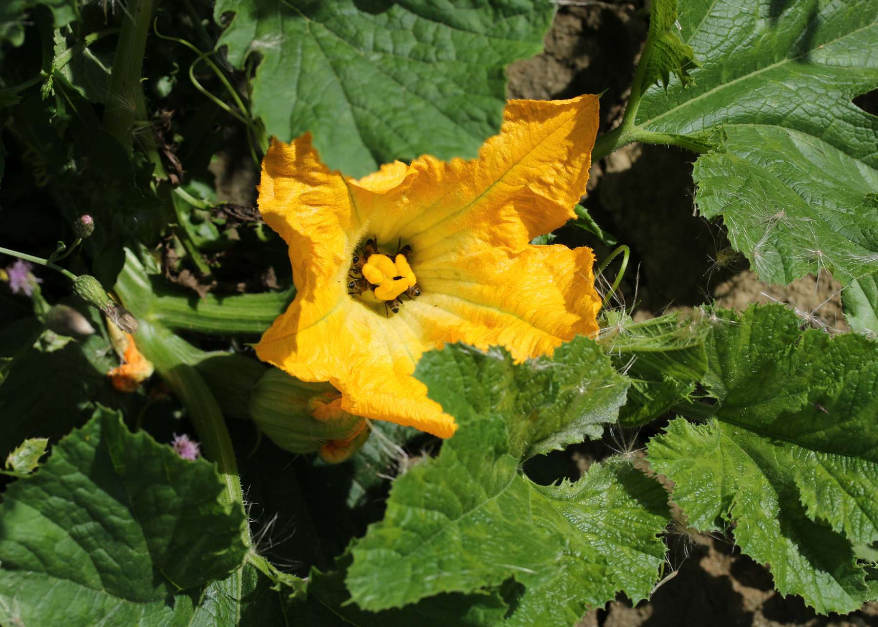 Kürbisblüte.jpg Kürbisblüte.jpg