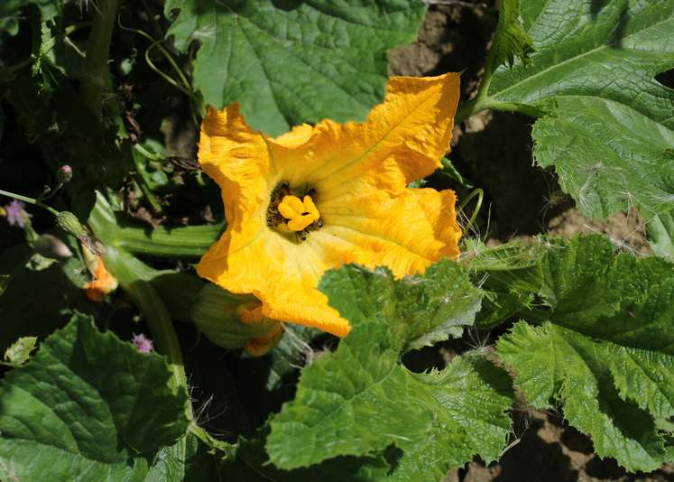 Kürbisblüte.jpg Kürbisblüte.jpg