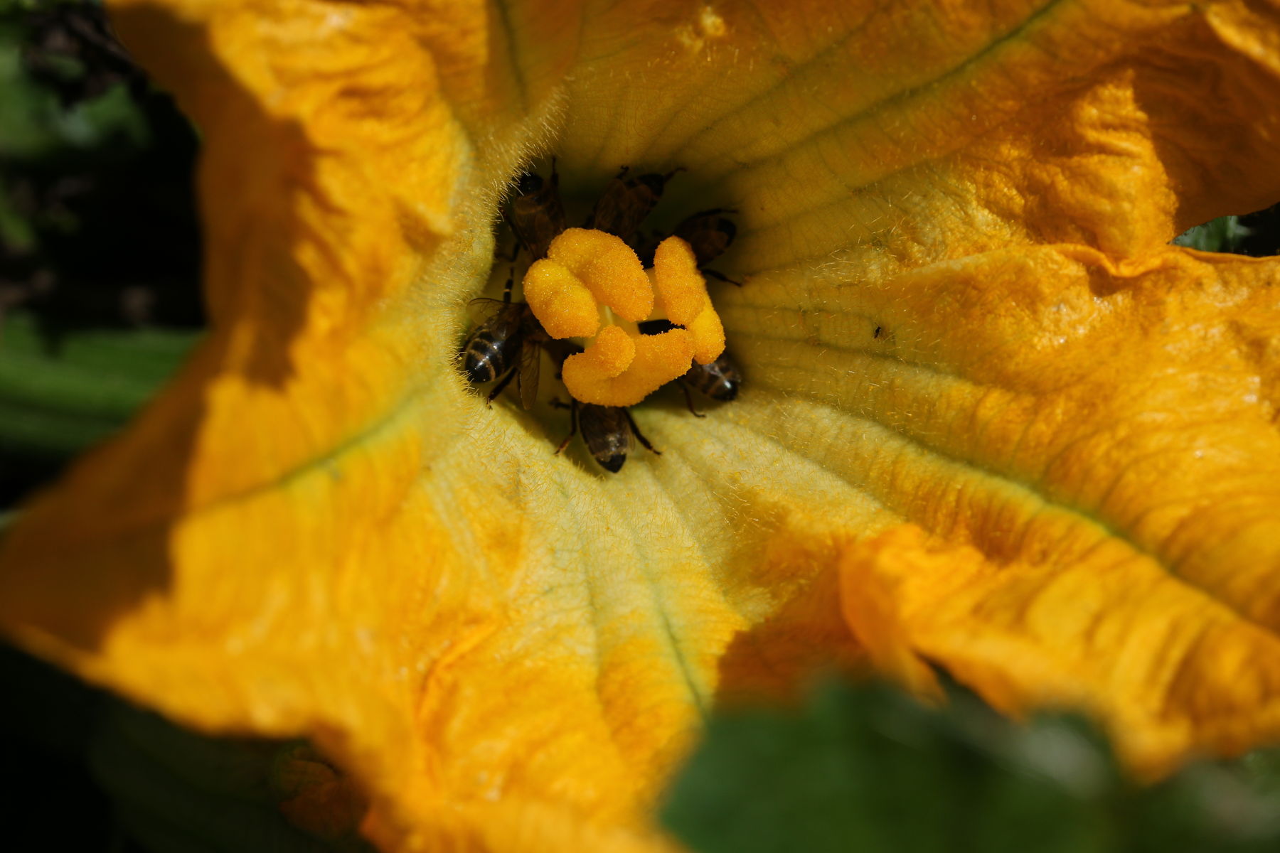 Bestäuber in der Kürbisblüte.jpg