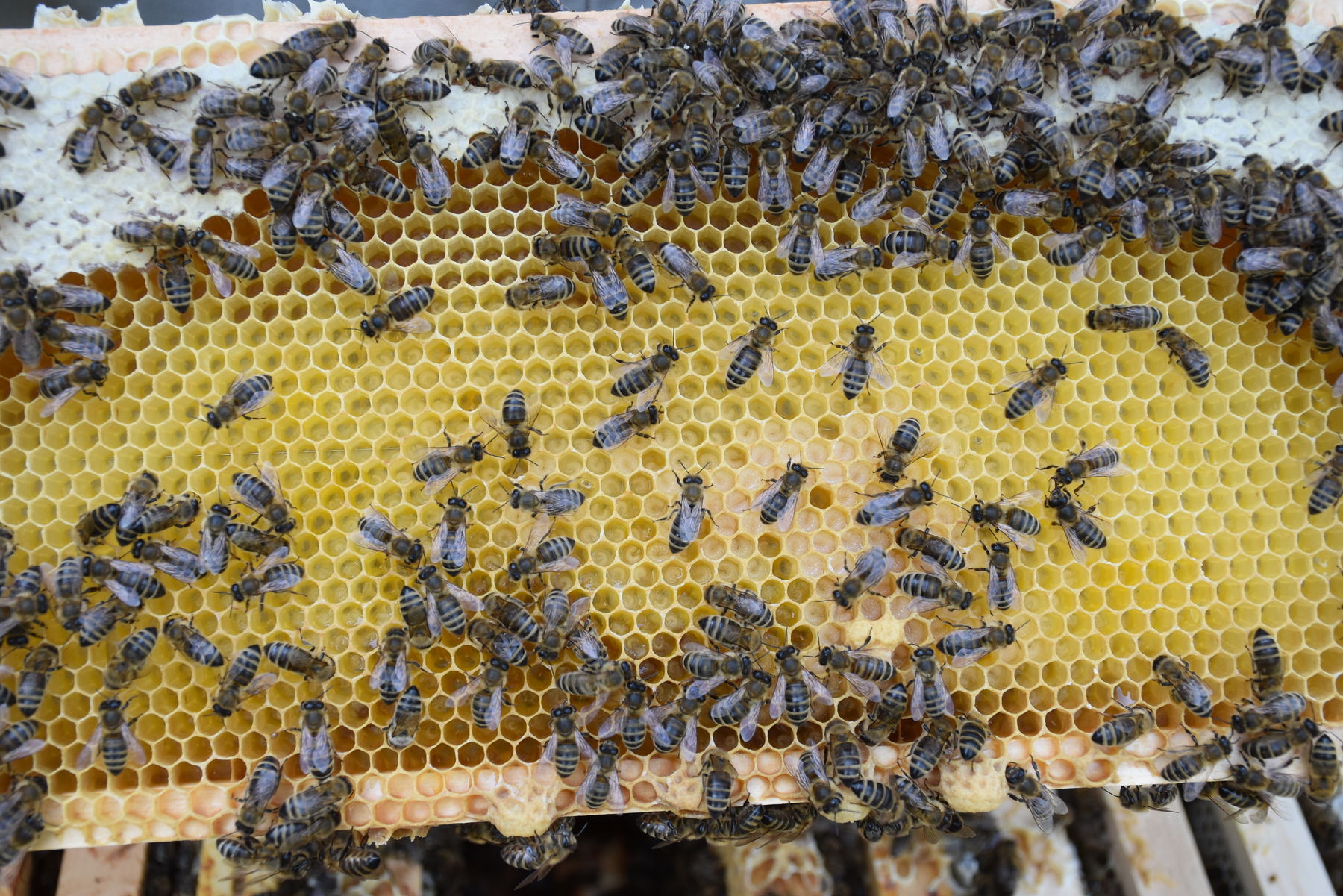 Honigbienen bei der Arbeti.jpg Honigbienen bei der Arbeti.jpg