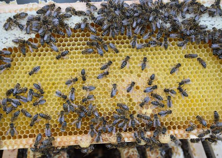 Honigbienen bei der Arbeti.jpg