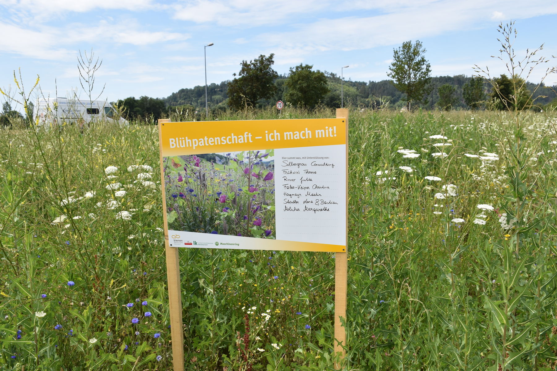 Blühpatenschaftsfläche .jpg Blühpatenschaftsfläche .jpg