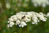 Wildbiene auf Wilder Möhre.jpg