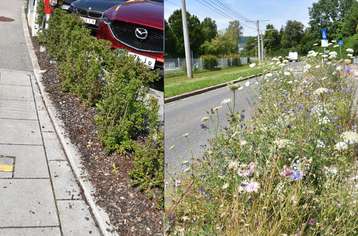 Klassische Gehölz-Begrünung vs. Wildblumen als Straßenbegleitgrün.jpg