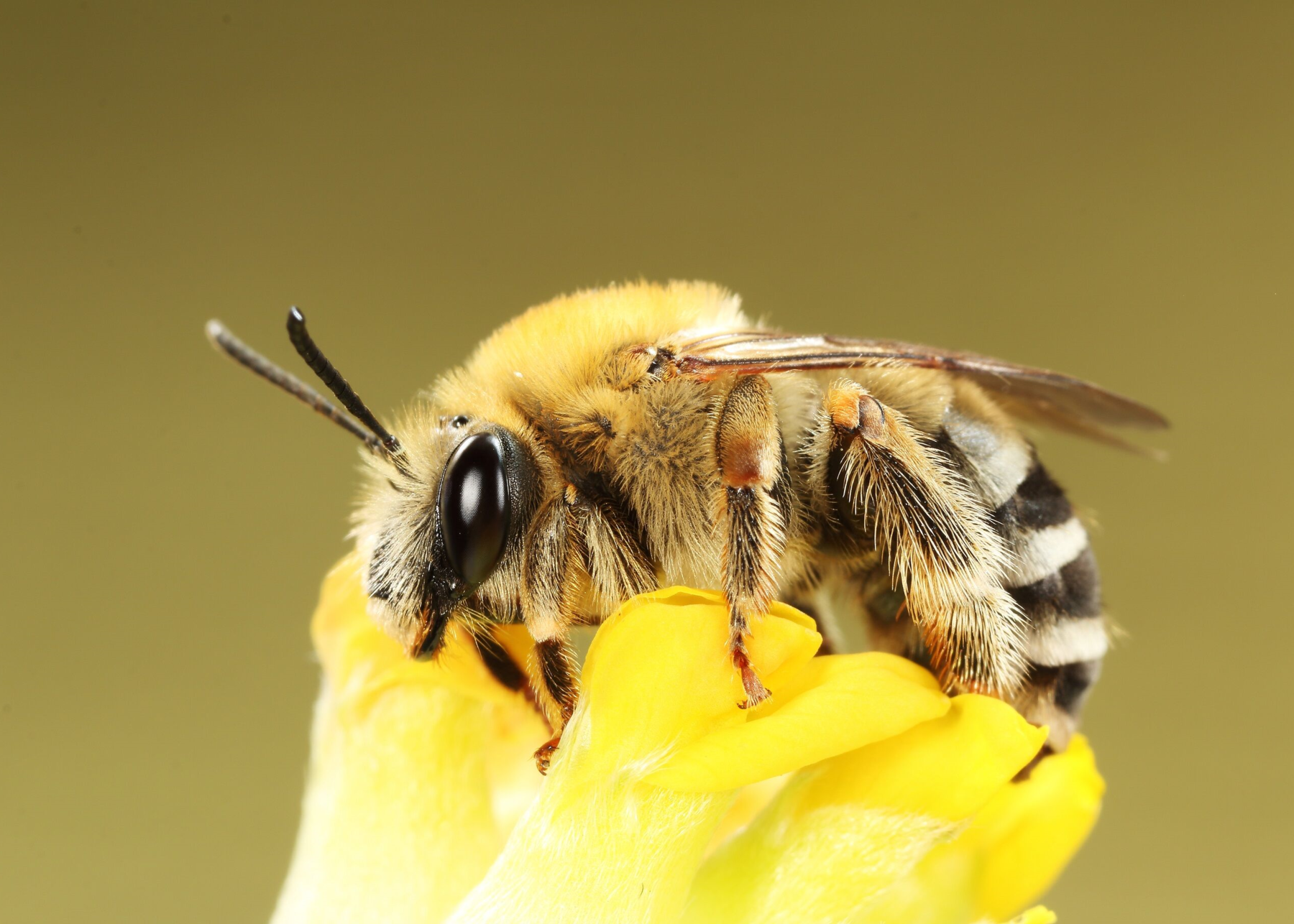 Mai-Langhornbiene © Bienenzentrum OÖ/Lorenz Gunczy