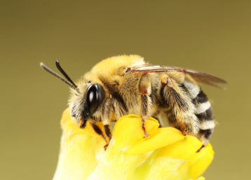 Mai-Langhornbiene © Bienenzentrum OÖ/Lorenz Gunczy