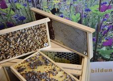 Fotobeute und Lernsetting - jetzt beim Bienenzentrum OÖ ausleihen!.jpg