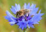 Honigbiene (Apis mellifera) © Bienenzentrum OÖ