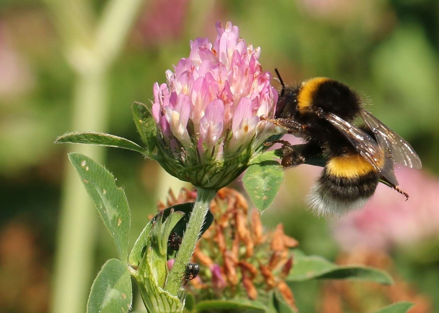 Bild 2 Hummel (Bombus terrestris) .jpg