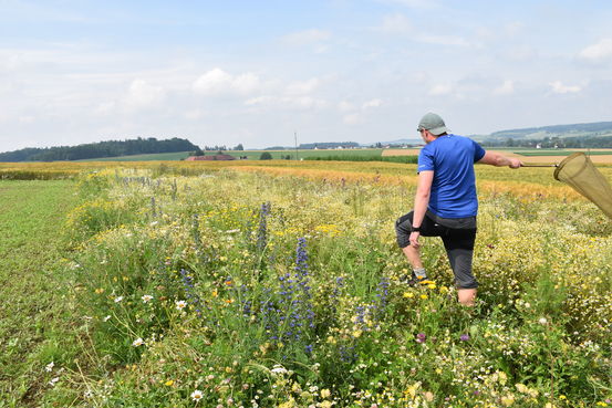 Insektenkundler Ronnie Walcher bei der Arbeit.jpg Insektenkundler Ronnie Walcher bei der Arbeit.jpg