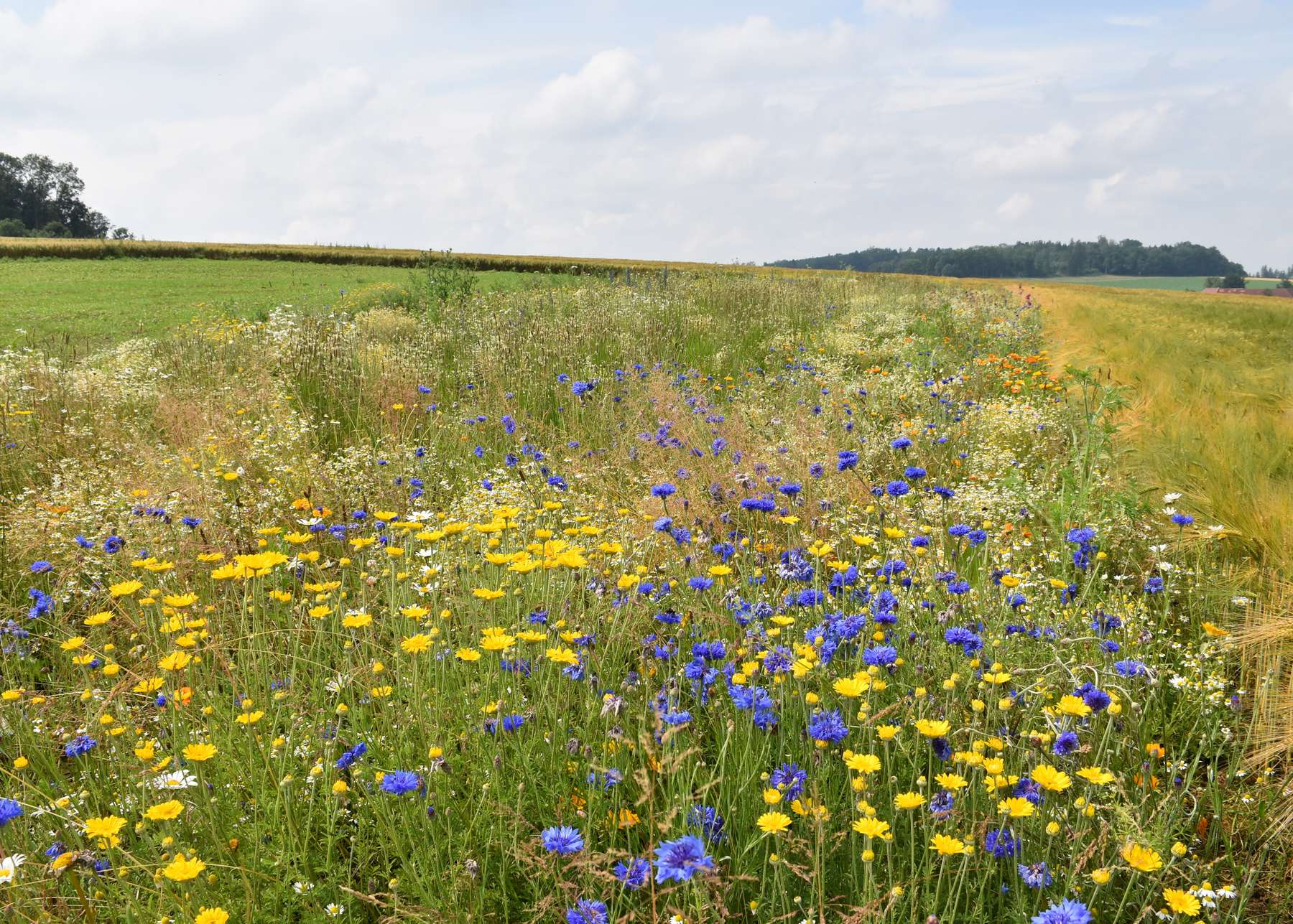 Blühfläche im Juni 2020.jpg Blühfläche im Juni 2020.jpg