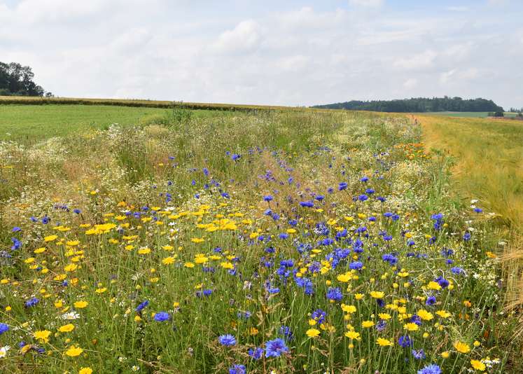 Blühfläche im Juni 2020.jpg Blühfläche im Juni 2020.jpg