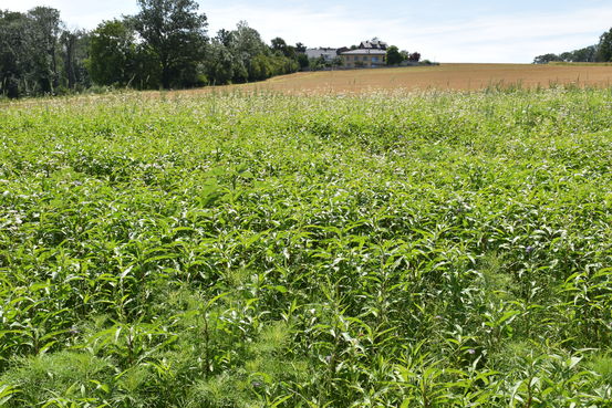 verunkrautete Fläche Juni 2020.jpg verunkrautete Fläche Juni 2020.jpg