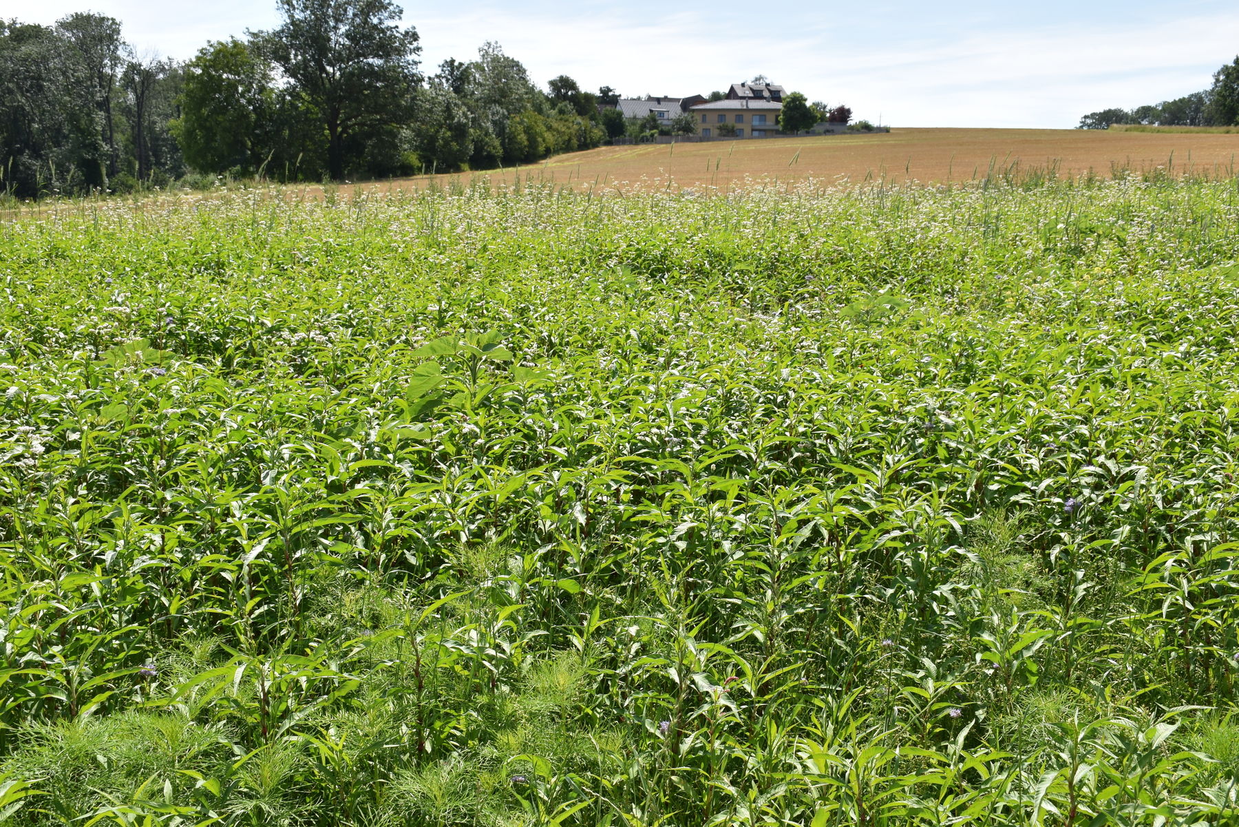 verunkrautete Fläche Juni 2020.jpg verunkrautete Fläche Juni 2020.jpg