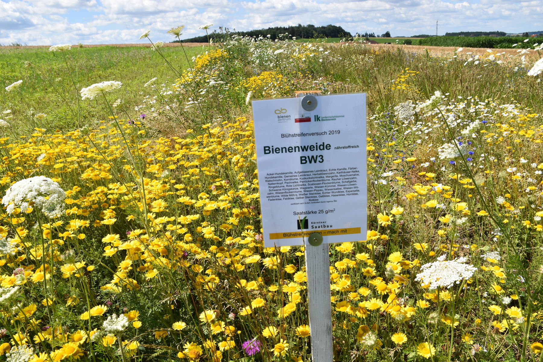 BW 3 mehrjährige Bienenweide der Kärntner Saatbau.jpg BW 3 mehrjährige Bienenweide der Kärntner Saatbau.jpg