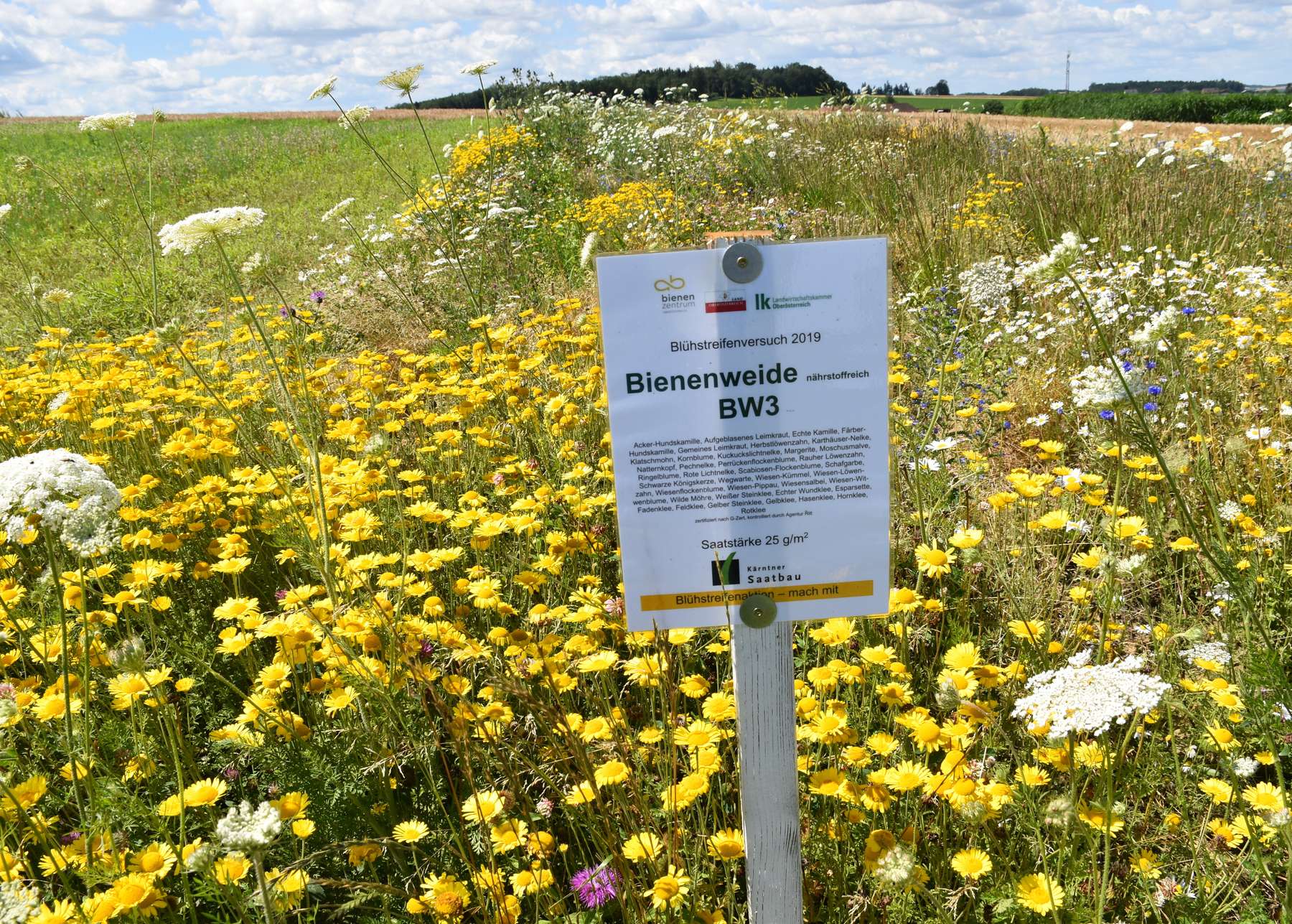 BW 3 mehrjährige Bienenweide der Kärntner Saatbau.jpg BW 3 mehrjährige Bienenweide der Kärntner Saatbau.jpg