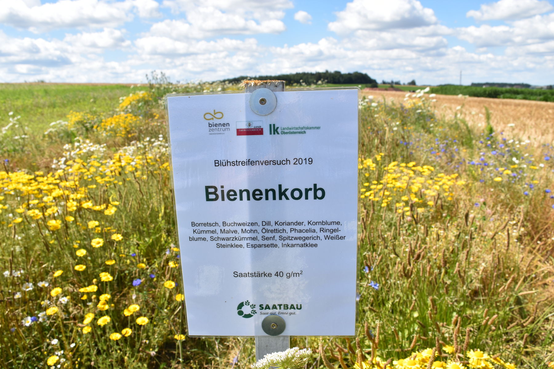 Bienenkorb der Saatbau Linz.jpg