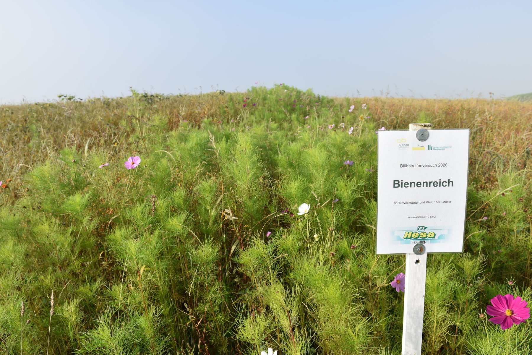 Bienenreich HESA, Cosmea blüht noch im August.jpg