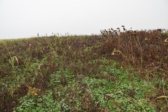 Blick auf die Fläche im Herbst.jpg Blick auf die Fläche im Herbst.jpg