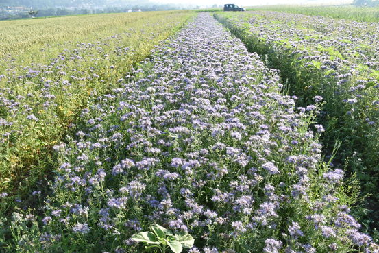 Versuchsfläche im Juni 2019.jpg Versuchsfläche im Juni 2019.jpg