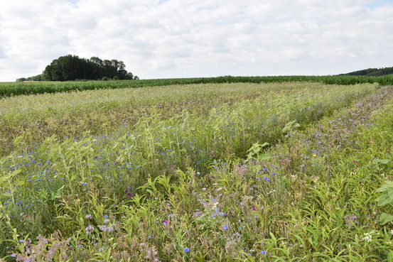 Blühstreifen im Juli 2019.jpg Blühstreifen im Juli 2019.jpg