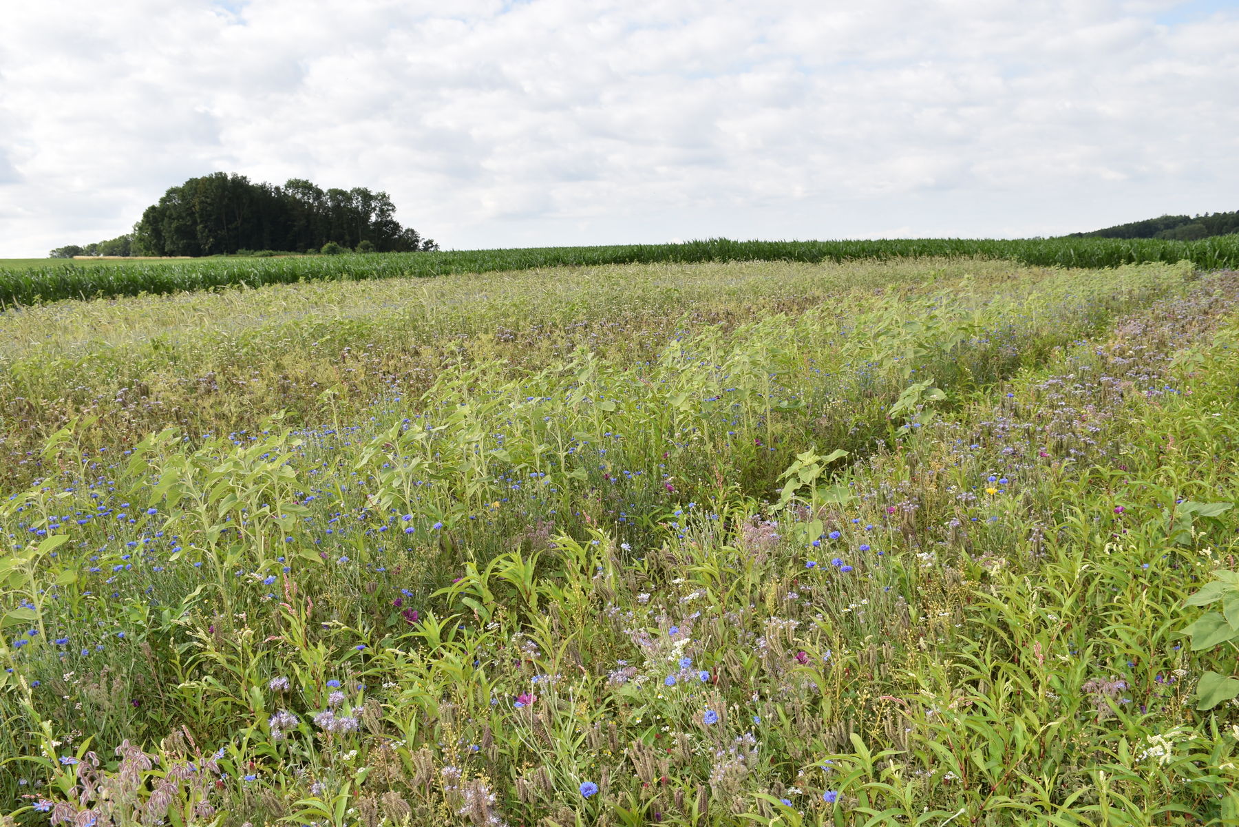 Blühstreifen im Juli 2019.jpg Blühstreifen im Juli 2019.jpg