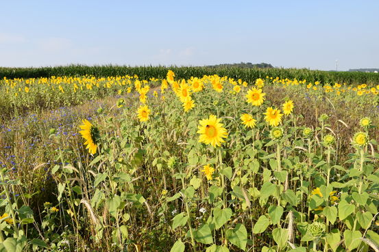 Sonnenblumen in August 2019.jpg Sonnenblumen in August 2019.jpg