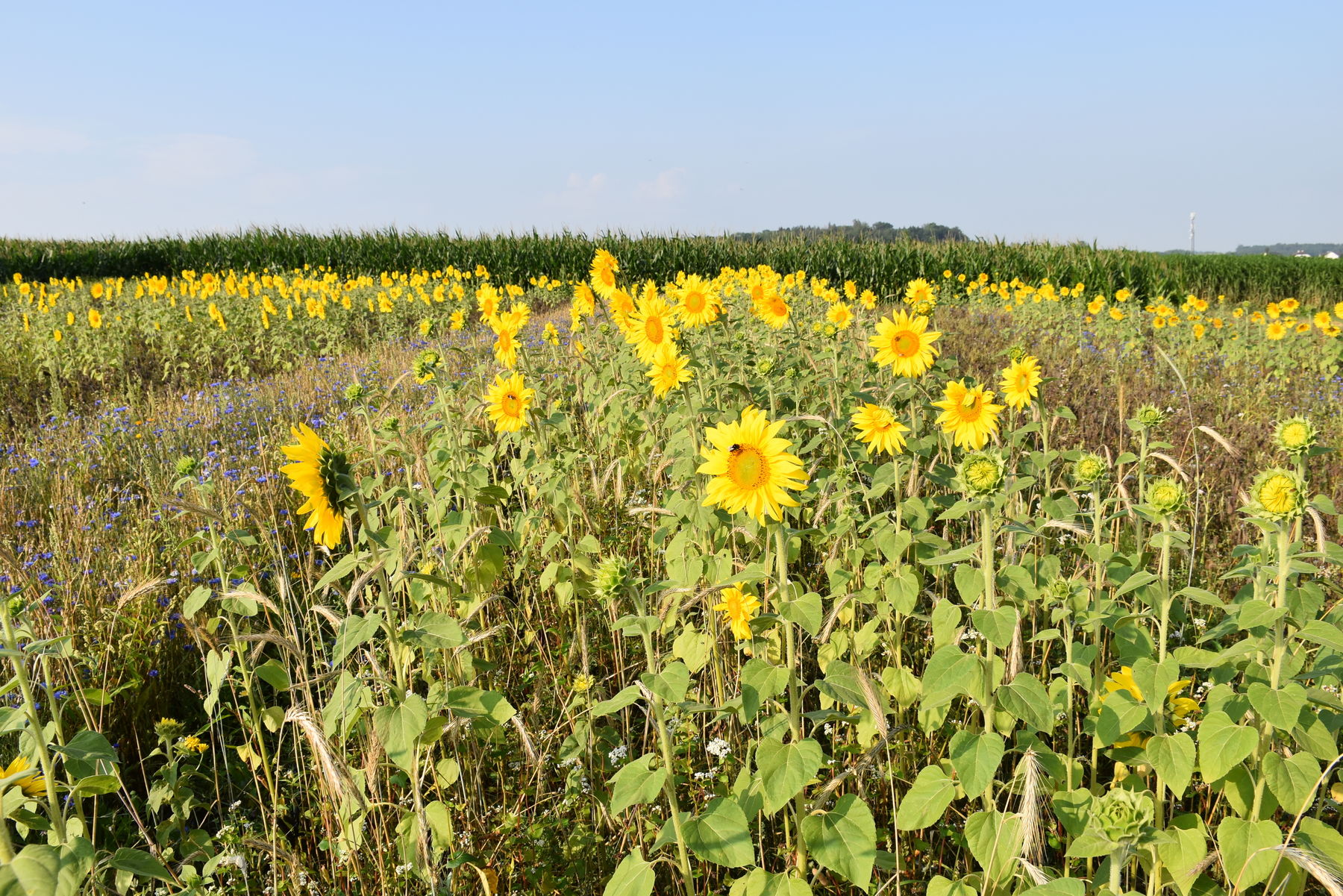 Sonnenblumen in August 2019.jpg Sonnenblumen in August 2019.jpg