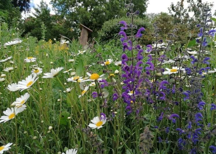 Blühfläche sind Nahrung und Nistmöglichkeit zugleich.jpg Blühfläche sind Nahrung und Nistmöglichkeit zugleich.jpg